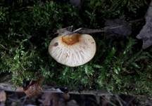 Gelbstieliger Muschelseitling, Foto 51