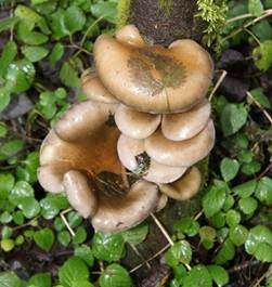 Gelbstieliger Muschelseitling, Foto 7