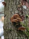 Gelbstieliger Muschelseitling, Foto 53