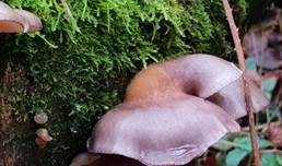 Gelbstieliger Muschelseitling, Foto 55