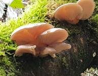 Gelbstieliger Muschelseitling, Foto 56