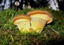 Gelbstieliger Muschelseitling, Foto 57