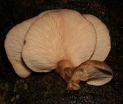 Gelbstieliger Muschelseitling, Foto 59