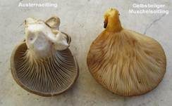 Gelbstieliger Muschelseitling, Foto 60