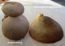 Gelbstieliger Muschelseitling, Foto 62