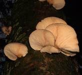 Gelbstieliger Muschelseitling, Foto 67