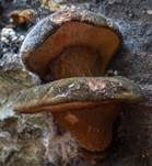 Gelbstieliger Muschelseitling, Foto 71