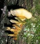 Gelbstieliger Muschelseitling, Foto 9