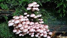 Gelbstieliger Nitrathelmling, Foto 16