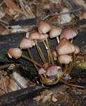 Gelbstieliger Nitrathelmling, Foto 18
