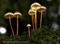 Gelbstieliger Nitrathelmling, Foto 20