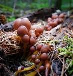 Gelbstieliger Nitrathelmling, Foto 22