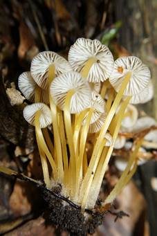 Gelbstieliger Nitrathelmling, Foto 5