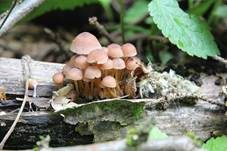 Gelbstieliger Nitrathelmling, Foto 6