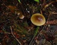 Gelbstieliger Nitrathelmling, Foto 9