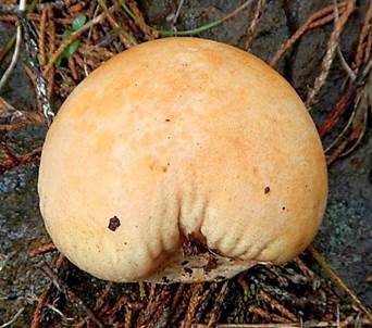 Gelbverfärbender Rasenbovist, Foto 2