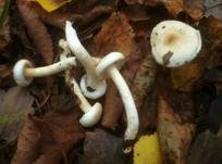 Gelbverfärbender Schneckling, Foto 13
