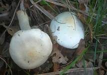 Gelbverfärbender Schneckling, Foto 11