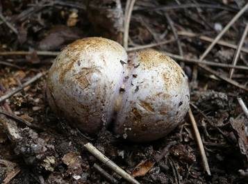Gelbvioletter Scheintrüffel, Foto 4
