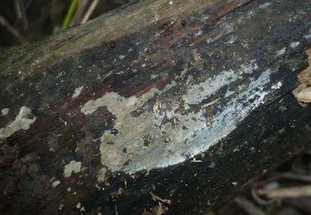 Gelbweißer Lyozystidenrindenpilz, Foto 2