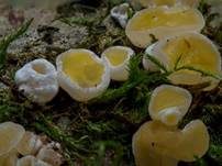 Gelbweißer Gallertbecher, Foto 13