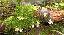 Gelbweißer Gallertbecher, Foto 15
