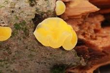 Gelbweißer Gallertbecher, Foto 7