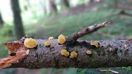 Gelbweißer Gallertbecher, Foto 9