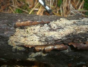 Gelbweißer Rindenpilz, Foto 2