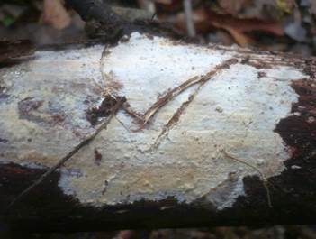 Gelbweißer Rindenpilz, Foto 3