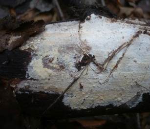 Gelbweißer Rindenpilz, Foto 5