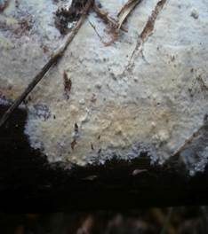 Gelbweißer Rindenpilz, Foto 6