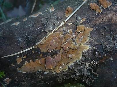 Gelbweißer Saftzystidling, Foto 2