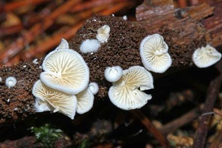 Gelbweißes Krüppelfüßchen, Foto 2