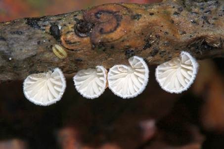 Gelbweißes Krüppelfüßchen, Foto 3