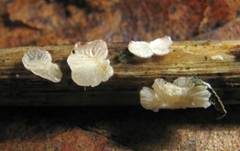 Gelbweißes Krüppelfüßchen, Foto 14