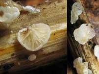 Gelbweißes Krüppelfüßchen, Foto 16