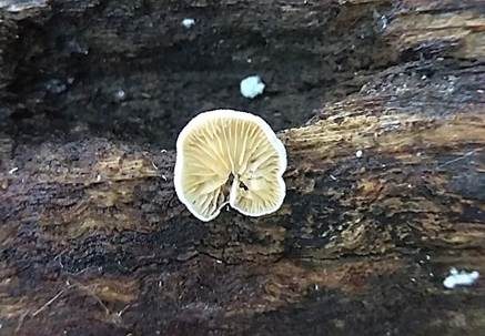 Gelbweißes Krüppelfüßchen, Foto 4