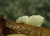 Gelbweißes Krüppelfüßchen, Foto 9