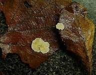 Gelbweißes Krüppelfüßchen, Foto 10