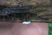 Gelbweißes Krüppelfüßchen, Foto 11
