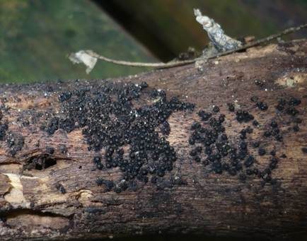 Becherförmige Schwarzbrust, Foto 3