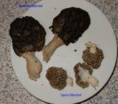 Gemeine Morchel, Foto 17