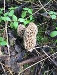 Gemeine Morchel, Foto 18