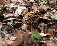 Gemeine Morchel, Foto 21