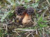 Gemeine Morchel, Foto 24