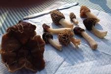 Gemeine Morchel, Foto 32