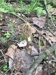 Gemeine Morchel, Foto 33
