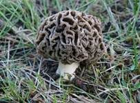 Gemeine Morchel, Foto 7