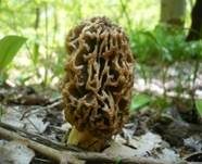 Gemeine Morchel, Foto 11
